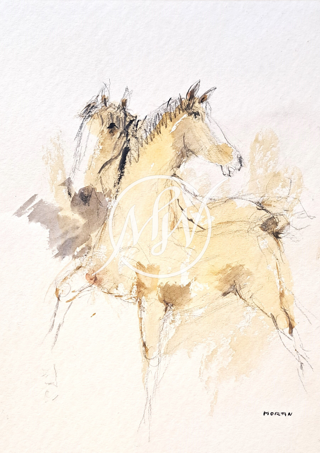 Caballo V